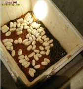 养蛇蛇蛋孵化需科学选垫料！黄土孵化有...