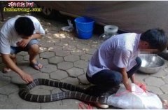 眼镜王蛇活蛇泡酒你看过吗？实拍眼镜王...