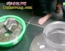眼镜王蛇酒怎么泡？越南小伙胆大细心抓...