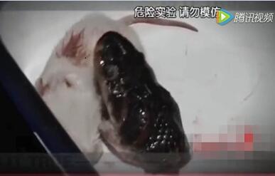 实拍：砍头10分钟后的赤练蛇还可以咬...