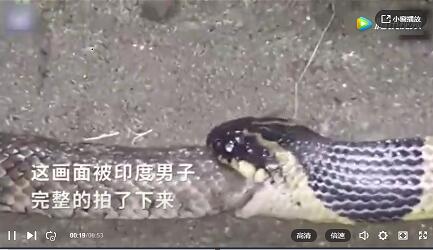 金环蛇残忍吞食同类！看看真的恐怖【视...