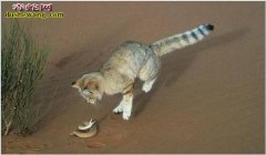 沙丘猫：世界上最害羞的猫！最喜欢吃毒...