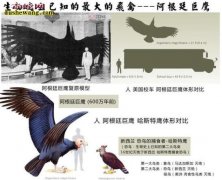 史前最大的鸟类：阿根廷巨鹰、体重70...