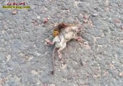大黄蜂蛰死人？看看大黄蜂PK老鼠的下...