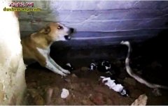 印度眼镜蛇闯入狗窝毒杀6只小奶狗！狗...