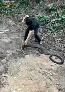 男子鱼塘边捕获5米大蛇！很多网友不识...
