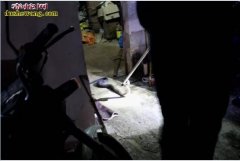 云南勐腊眼镜蛇闯入居民家咬死老母鸡被...