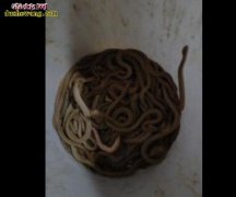 一列养蛇场蛇集中暴毙、张口摇头、震颤...