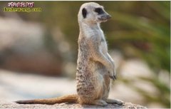 【狐獴】细尾獴资料，狐獴价格及饲养