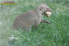 【非洲獴】非洲獴简介，非洲獴为什么那...