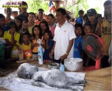 印度山区母牛生似“人形幼崽”！被奉为...