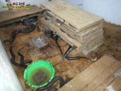 新手养蛇关于对“养蛇环境”的理解