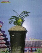 世界上最贵的兰花“天逸荷”，单株估值...