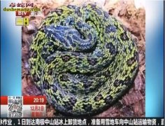 浙江高中生饲养宠物毒蛇感染口腔炎上药...