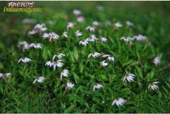 蛇伤草药、能治所有蛇万能秘方有吗？