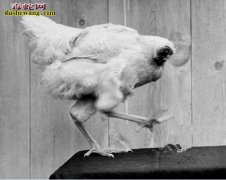 “战神”刑天转世！无头鸡麦克被斩头部...