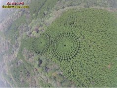 日本宫崎发现“麦田怪圈”！这次却是树...