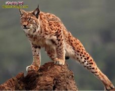 狞猫：揭秘荒野捕猎高手狞猫是一种怎样...
