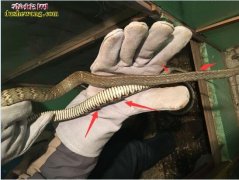 图说养蛇：蛇慢性肠炎体征是什么样子的...