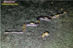 2019年外媒动物图集：风暴来临蟾蜍...