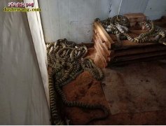 2019年养殖大王蛇赚钱吗？2019...
