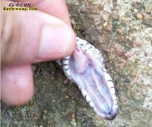 图说养蛇：水律蛇大量喝水后死亡解剖分...