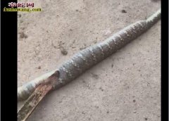 图说养蛇：罕见一列蛇气胀死亡解剖案列...