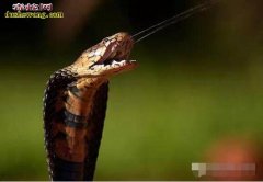 【莫桑比克射毒眼镜蛇】射毒眼镜蛇资料...