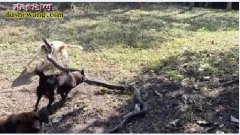 毒蛇vs宠物狗：2米眼镜蛇遇4条宠物...