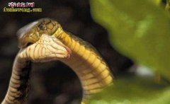 “蛇中煞星”毒蛇中最大的捕食者、它也...