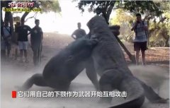 史诗级PK！两只近200斤科摩多巨蜥...