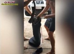 帮人捕蛇疑似粗暴惹争议！澳洲“键盘侠...