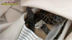 现实版航班蛇患、一条蛇从澳洲飞越1万...