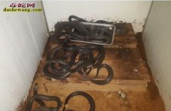 养蛇的温度和湿度、养蛇环境要做到保温...