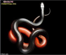 热带美洲毒蛇拟蚺、以毒蛇喂食能免疫十...