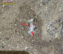 图说养蛇：养蛇通过蛇排泄物判断疾病需...