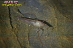 广西珍惜洞穴动物：盲鱼、盲虾什么样的...
