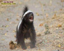 蜜獾vs巨蜥！平头哥直接上去肯吃、没...