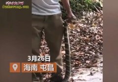 【视频】眼镜王蛇真的抓不得！海南一男...