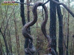 一亿年巨蟒、一亿年巨蟒化蛟龙是真的吗...
