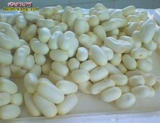 鉴别蛇蛋质量、必知的种蛇蛋选购技巧！