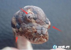 澳大利亚发现“三眼蛇”！且三只眼睛功...