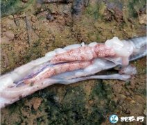 图说养蛇：看看传说中的蛇“白粉病”是...