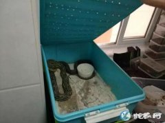 福州小伙家藏27条蛇和蜥蜴！ 警察入...