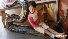 蟒蛇不吃不喝伸直和主人睡觉！兽医说出...