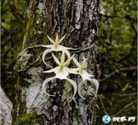 喜玛拉雅山发现世界上最贵的兰花“鬼兰...