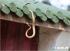 在别人家抓到菜花蛇炖了可以吗？蛇友说...