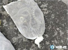 老司机“做贼心虚”！黔南警方意外查获...