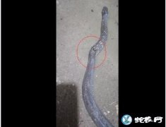 蛇半身不遂、后半身不能动是什么疾病？...