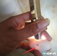 蛇种蛋灯光照发现黑斑是死胎还是正常？